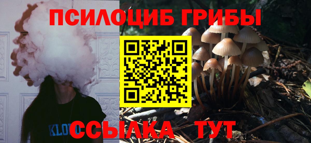Галлюциногенные грибы Psilocybe Чистополь