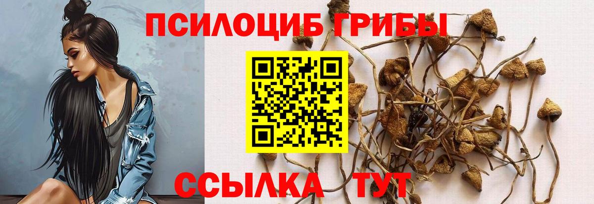 купить   Вход с VPN  Чистополь  Галлюциногенные грибы Psilocybe 